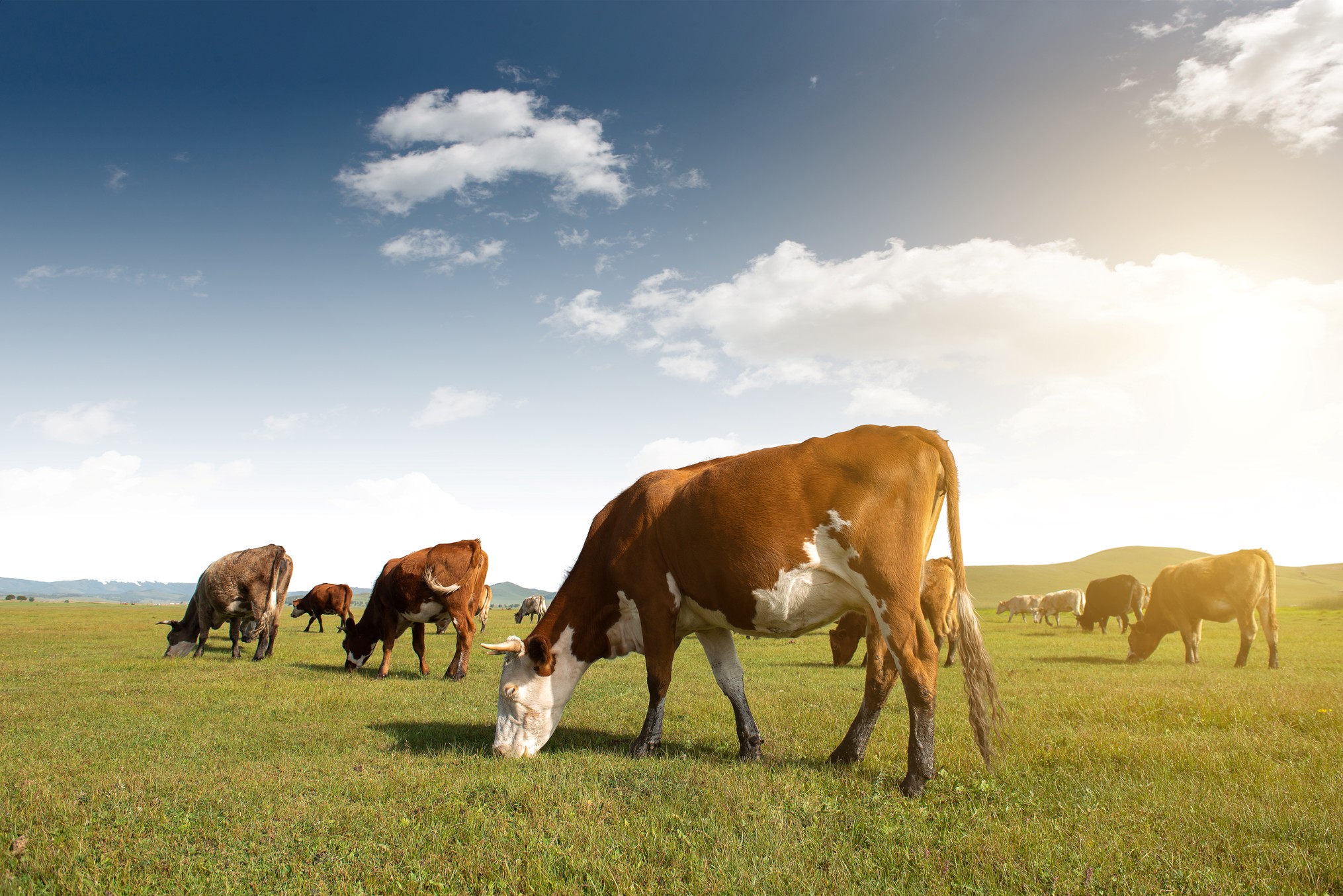 The “EU Good Food – Good Life” campaign