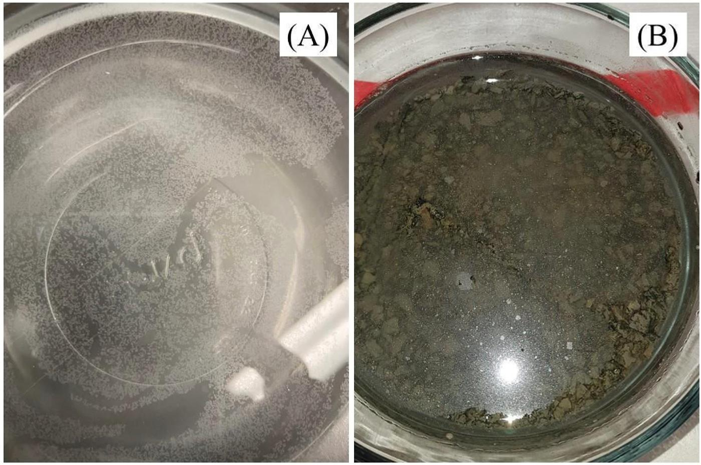 Carbon Sequestration Experiment from First Atlantic’s Newly Acquired Ophiolite-X Property (Blow Me Down Massif)