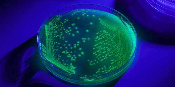 Microbiologics UV-BioTAG microbial controls visibly fluoresce under ultraviolet light so they are easy to distinguish from true contaminants. 