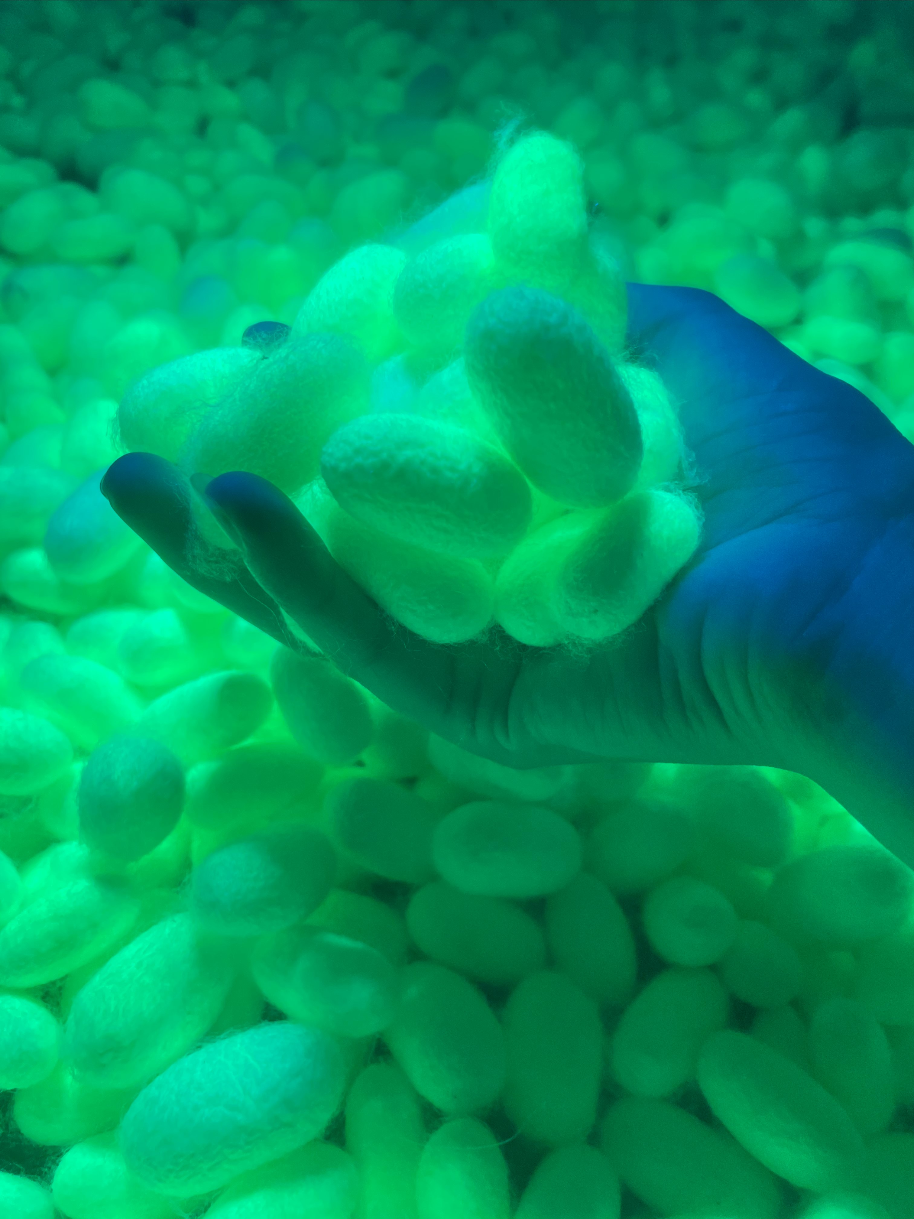 KBLB Glowing Cocoons