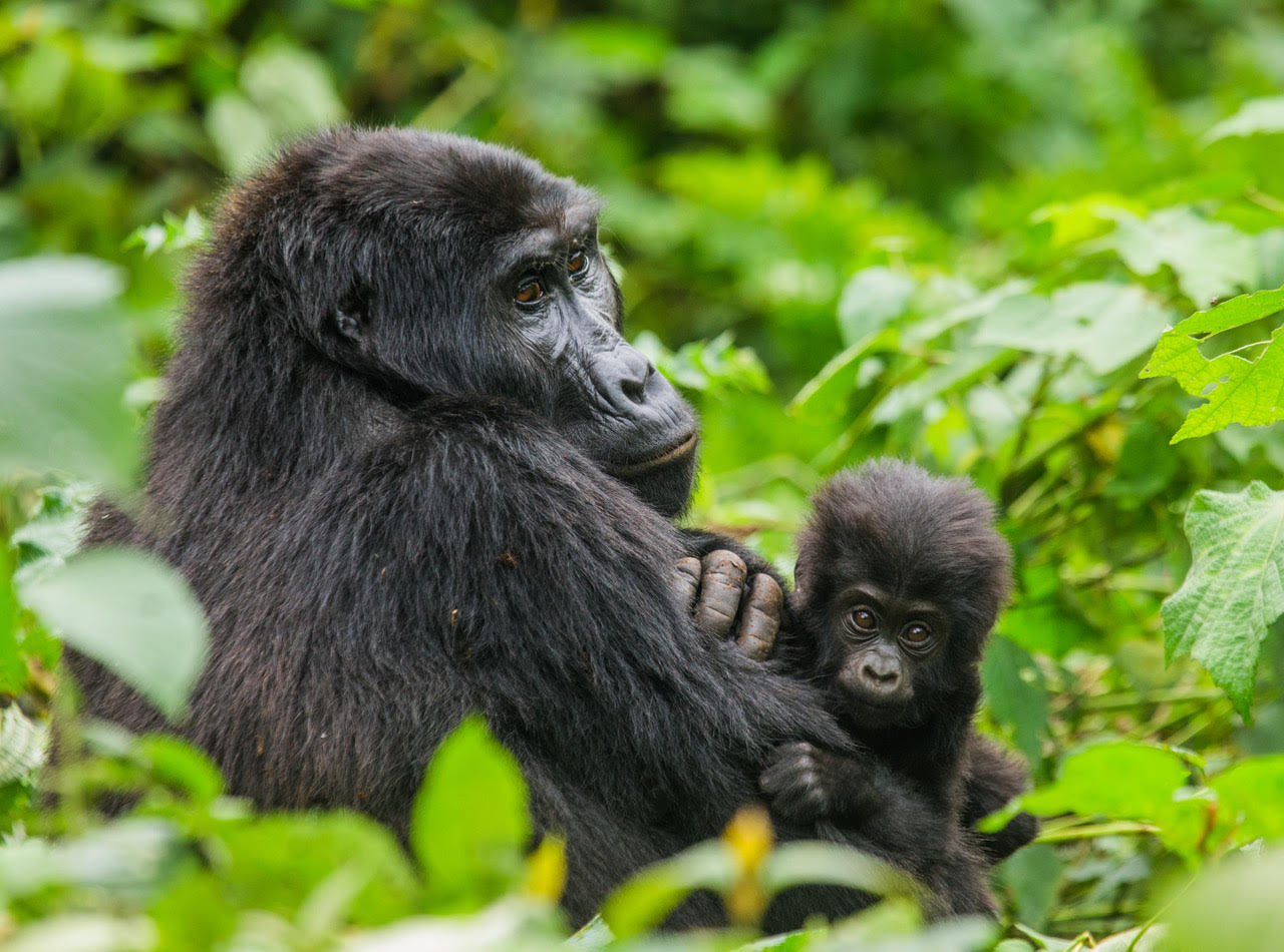 Gorilla Trek