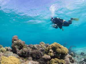 Underwater monitoring of coral reefs using MERMAID