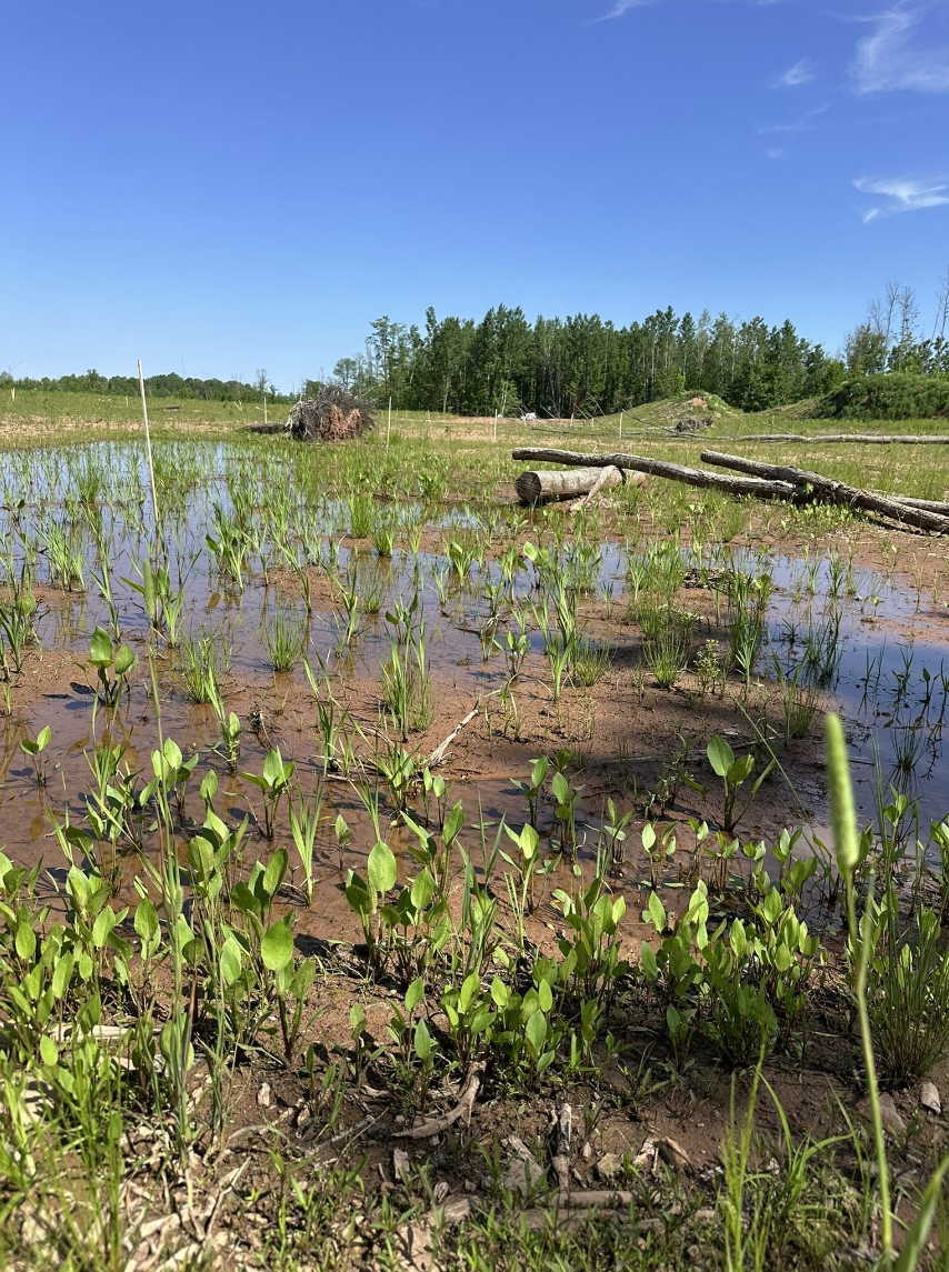 Gipsy wetland showing excellent plant growth – in view here are Water Plantain, rushes, bullrushes, sedges, and cattail 
