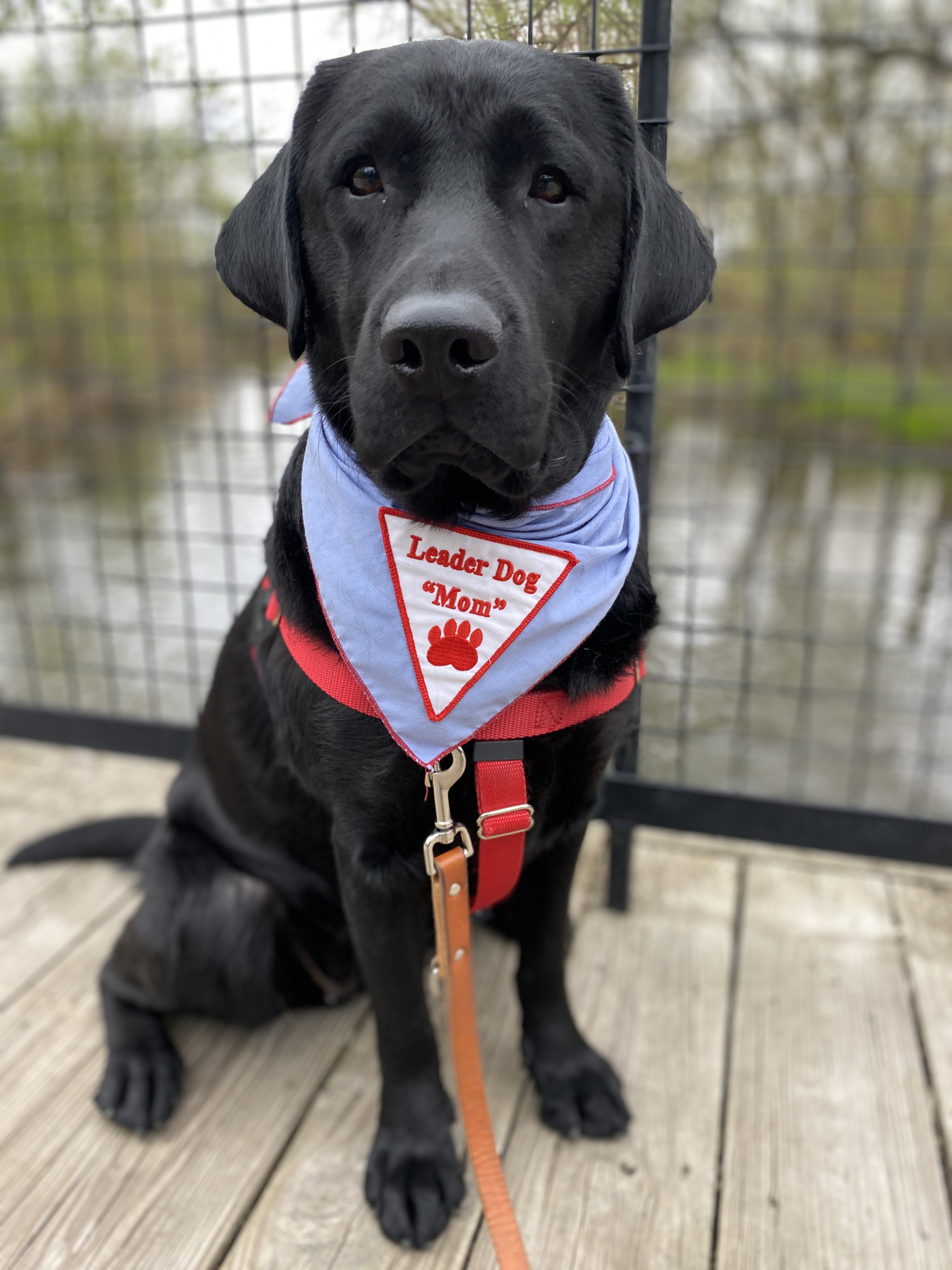 Leader Dog Mom on a hike