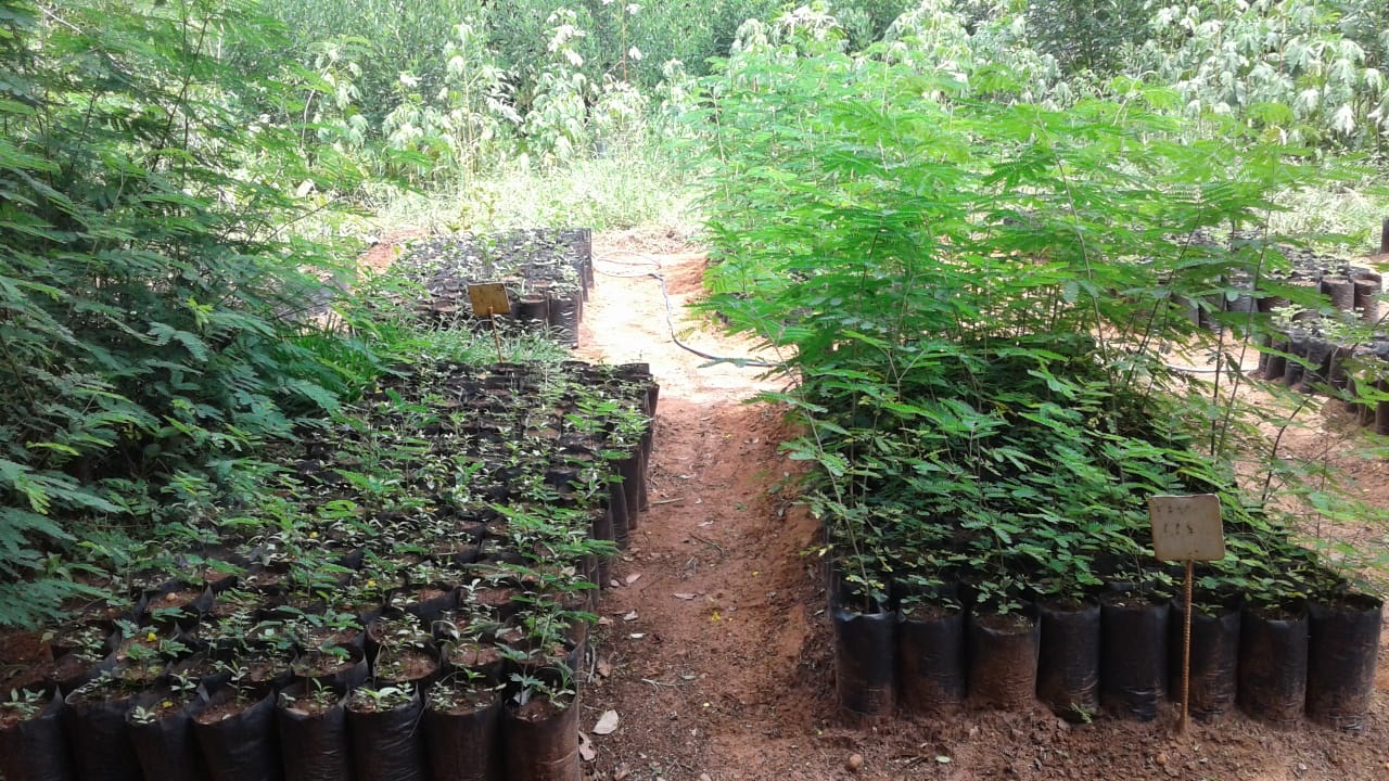 Company’s tree nursery April 9