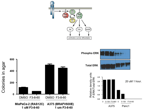 F3-8-60 suppresses RAS mitogenic signaling pathways in Panc1 cells (KRAS12D)