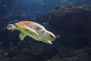 The Florida Aquarium Earns American Humane Certified™ Seal
