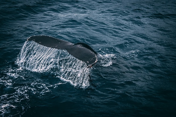 Protéger les mammifères marins