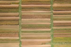 An aerial view of rows of crops in Rodale Institute’s Farming Systems Trial.