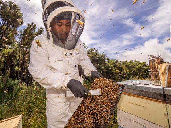 Oha Honey’s 100 percent control of its supply chain also separates its Manuka Honey from other brands. Oha Honey controls the honey production from the rearing of the queen bees to hive management, honey extraction, transportation, and packing of honey in a jar. 