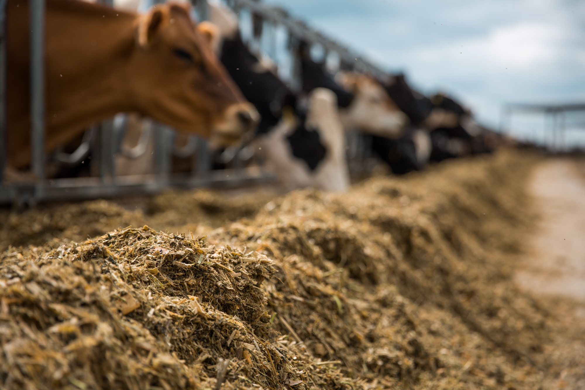 Washington Dairy Cows Turn Wasted Food into Environmental