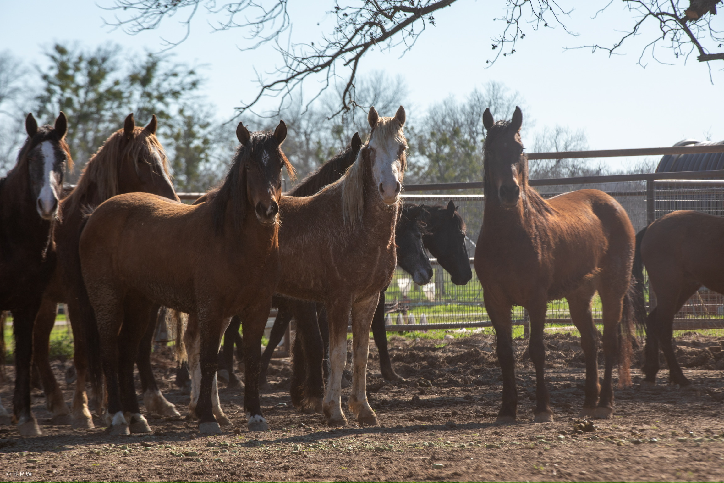Several brown horses in a paddock