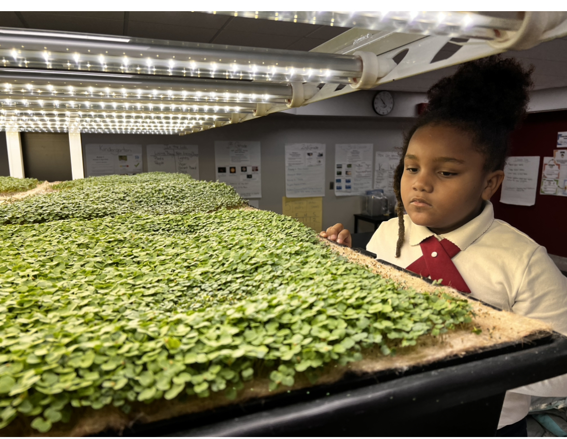 AeroFarms Community Farms Crops Growing