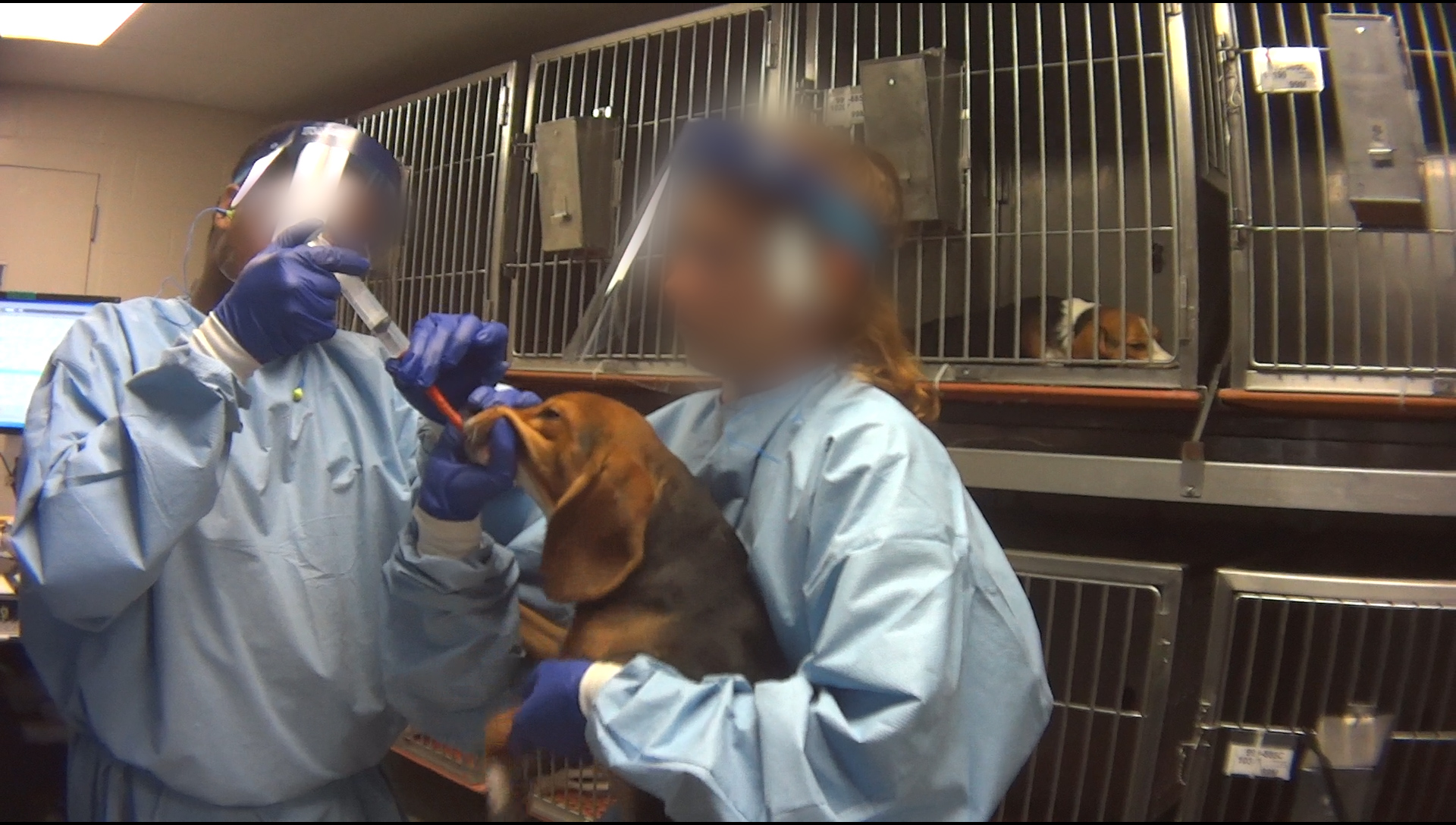 Animal experimenting. Медицинские эксперименты на животных. Косметические опыты на животных.