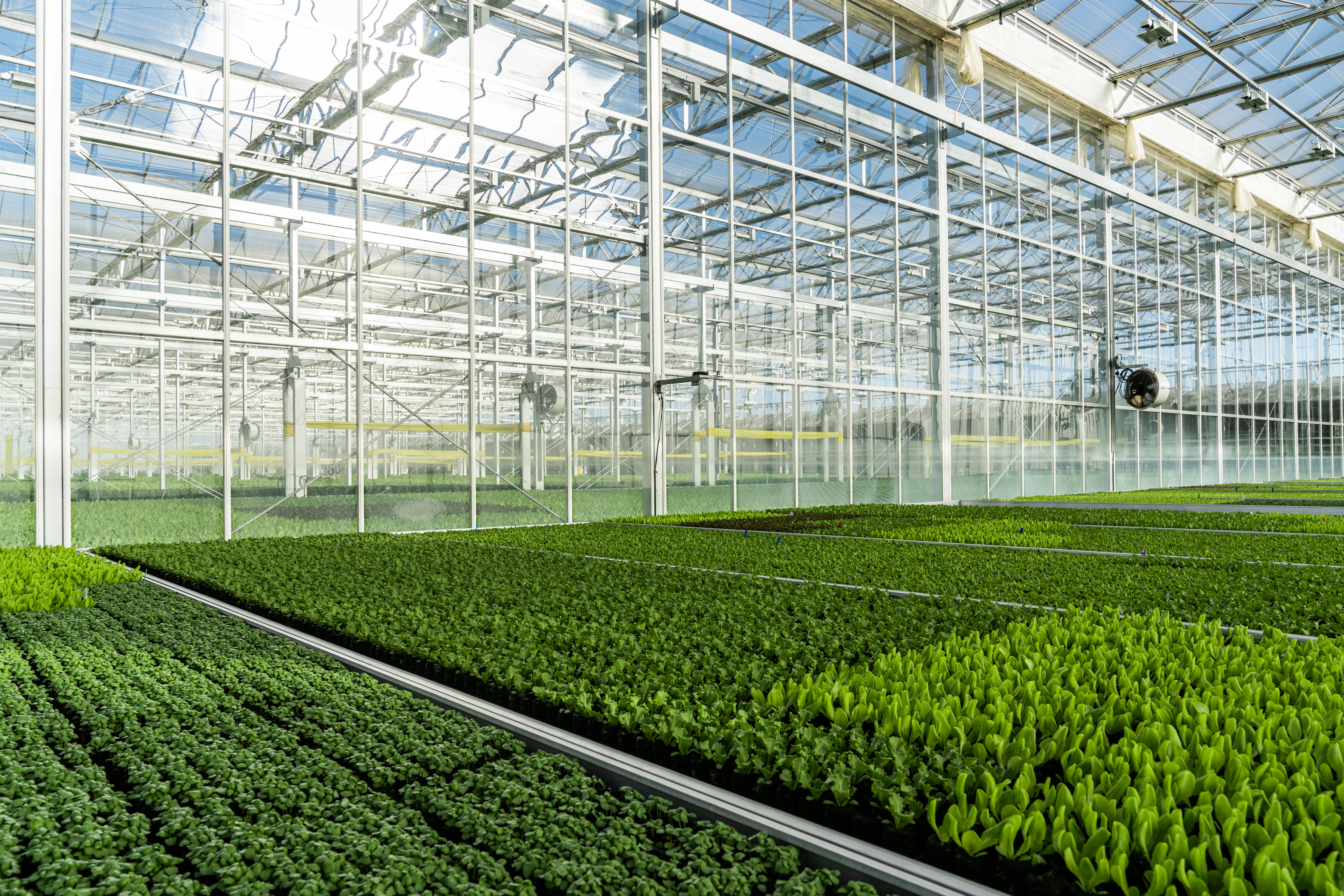 Gotham Greens Greenhouse Interior