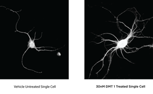 Neurite Outgrowth Images