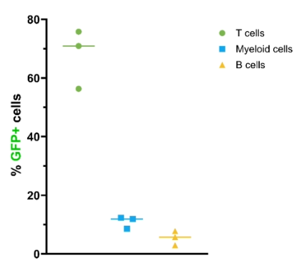 mRNA expression with T cell ctLNP in humanized mouse model