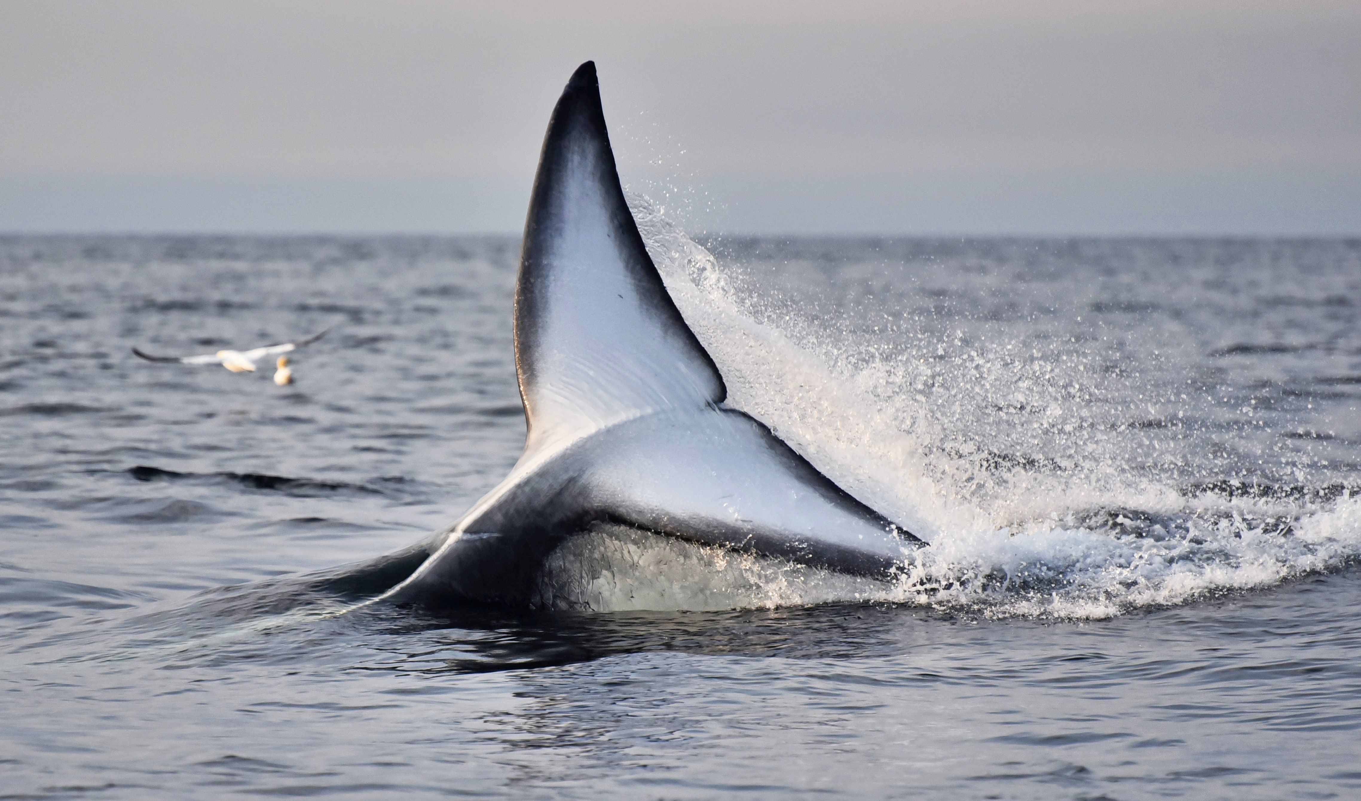 The tail fluke of a fin whale rising above the water as the whale dives beneath the surface.