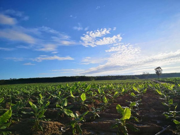 Laos Banana Plantation