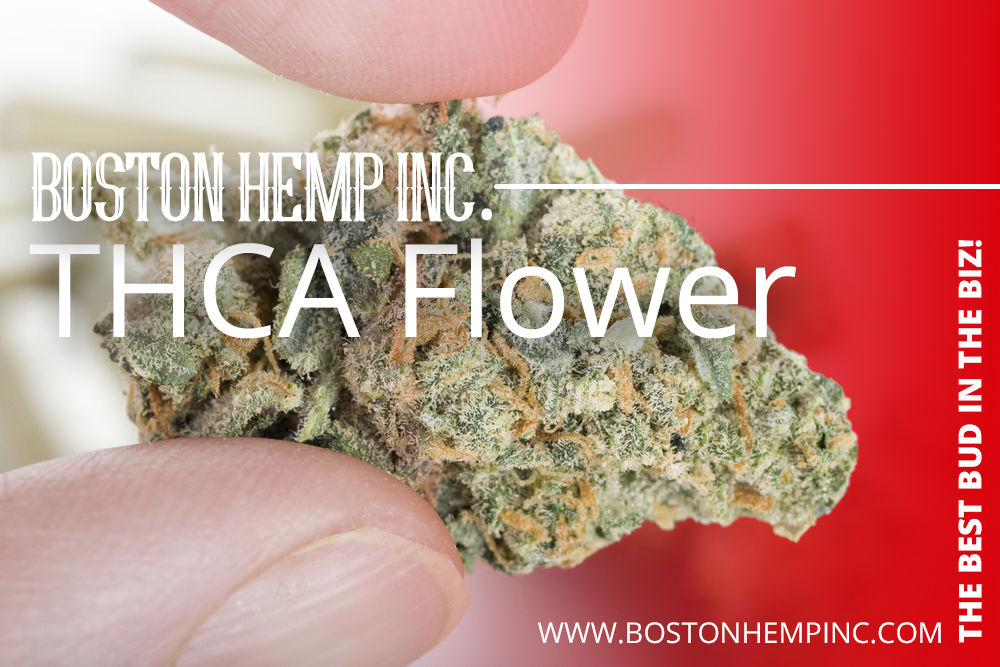 BostonHemp12131