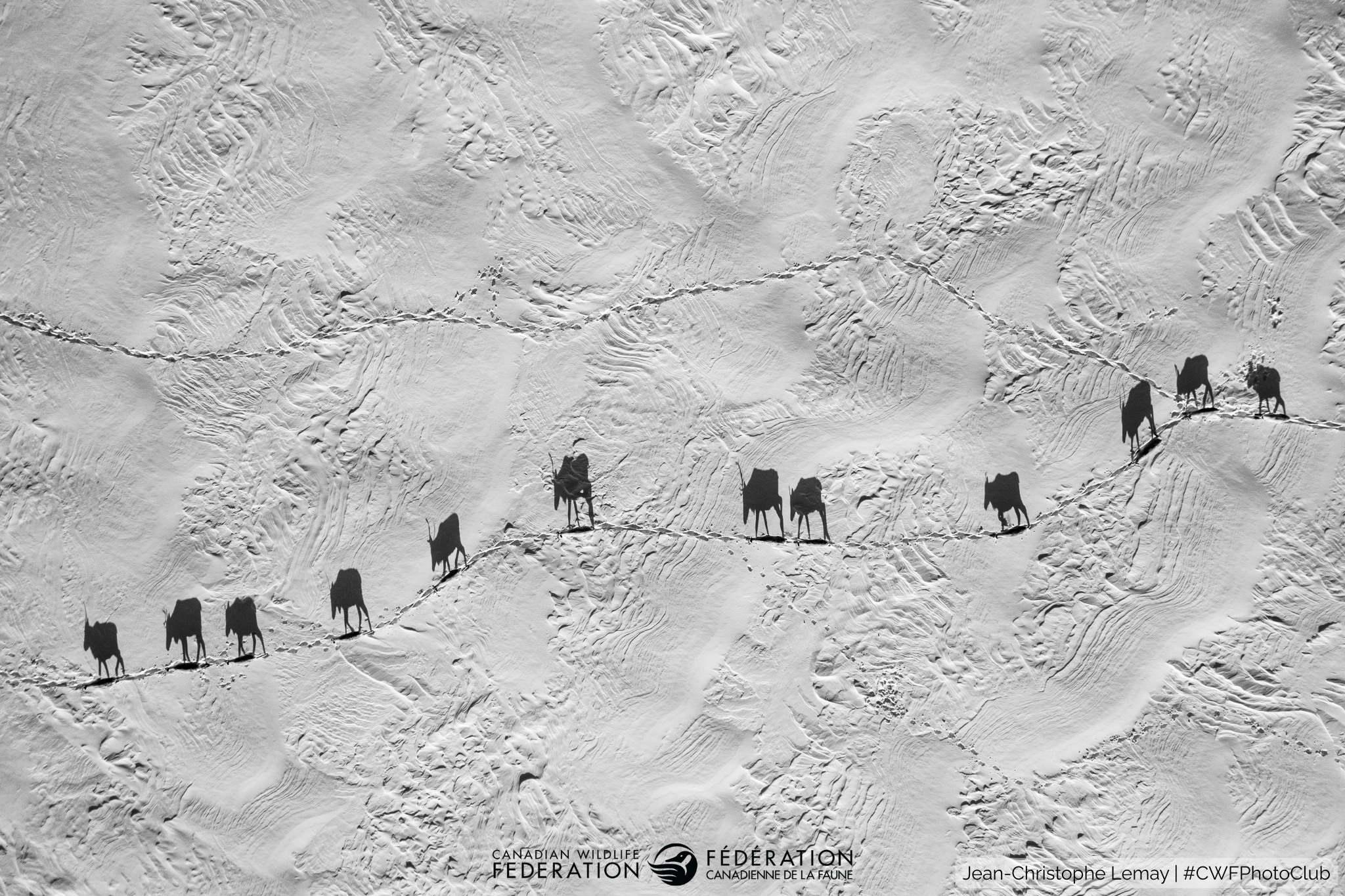 La marche des ombres de Jean-Christophe Lemay, Rimouski (Qu?bec). Les photos prim?es dans cinq cat?gories seront pr?sent?es dans les magazines Biosph?