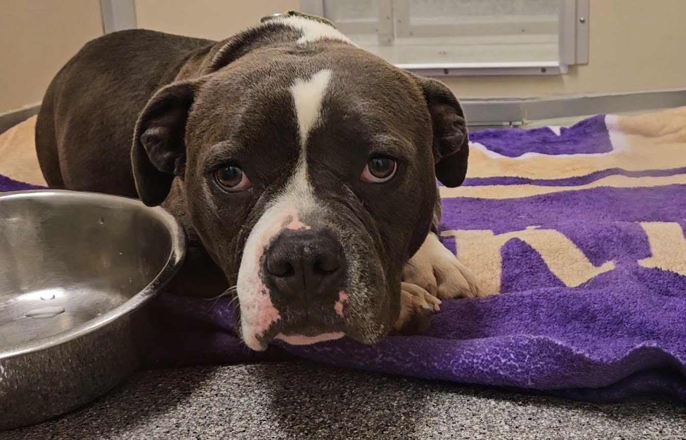 Tootsie Roll at Seattle Humane