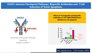 Effect of bi-specific antibody on Glioblastoma tumors