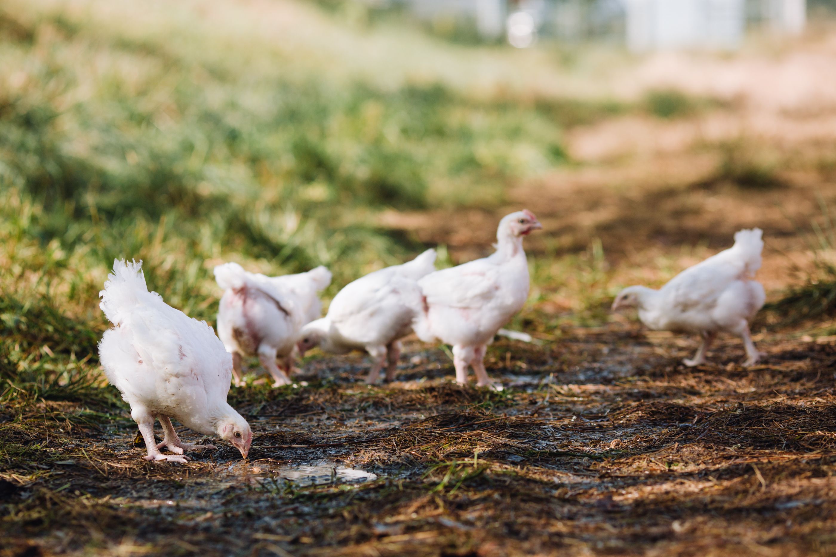Farmer Focus farmers own their own birds