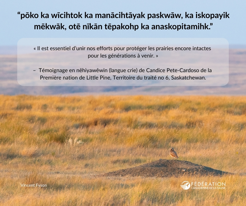 FinalROWImage2_French