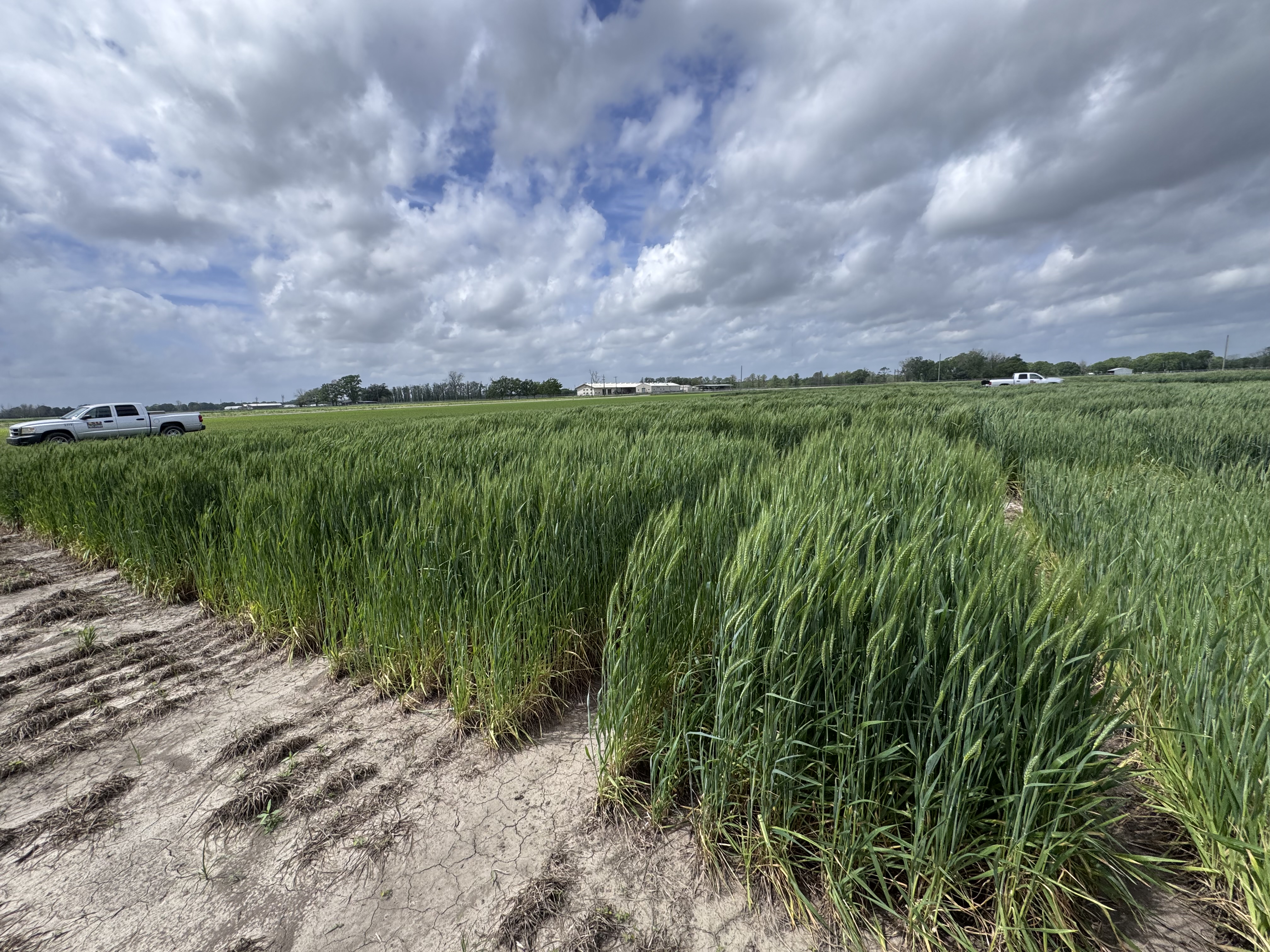 Mafix's wheat trials