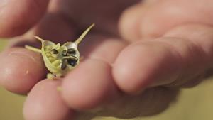 TriNutra's nigella sativa seeds
