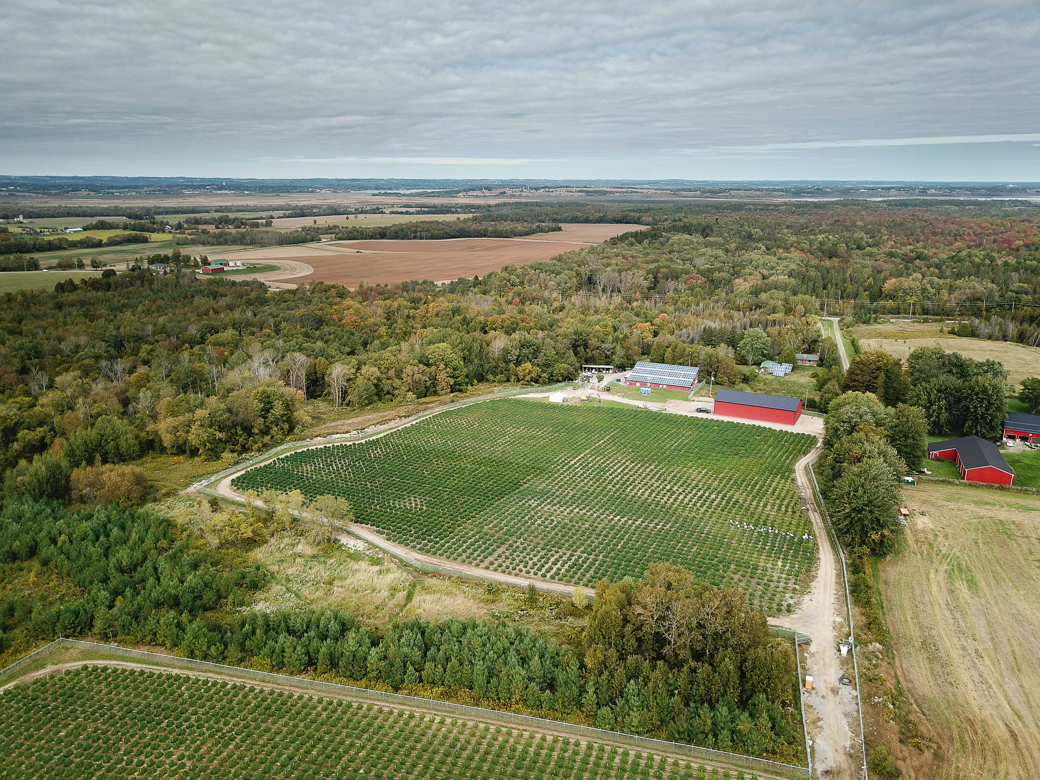 Aleafia Health Outdoor Cultivation