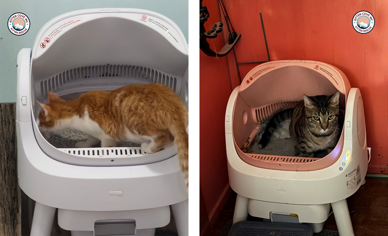 A Rescued Cat on PetPivot AutoScooper 11 by Kitten Cove Inc