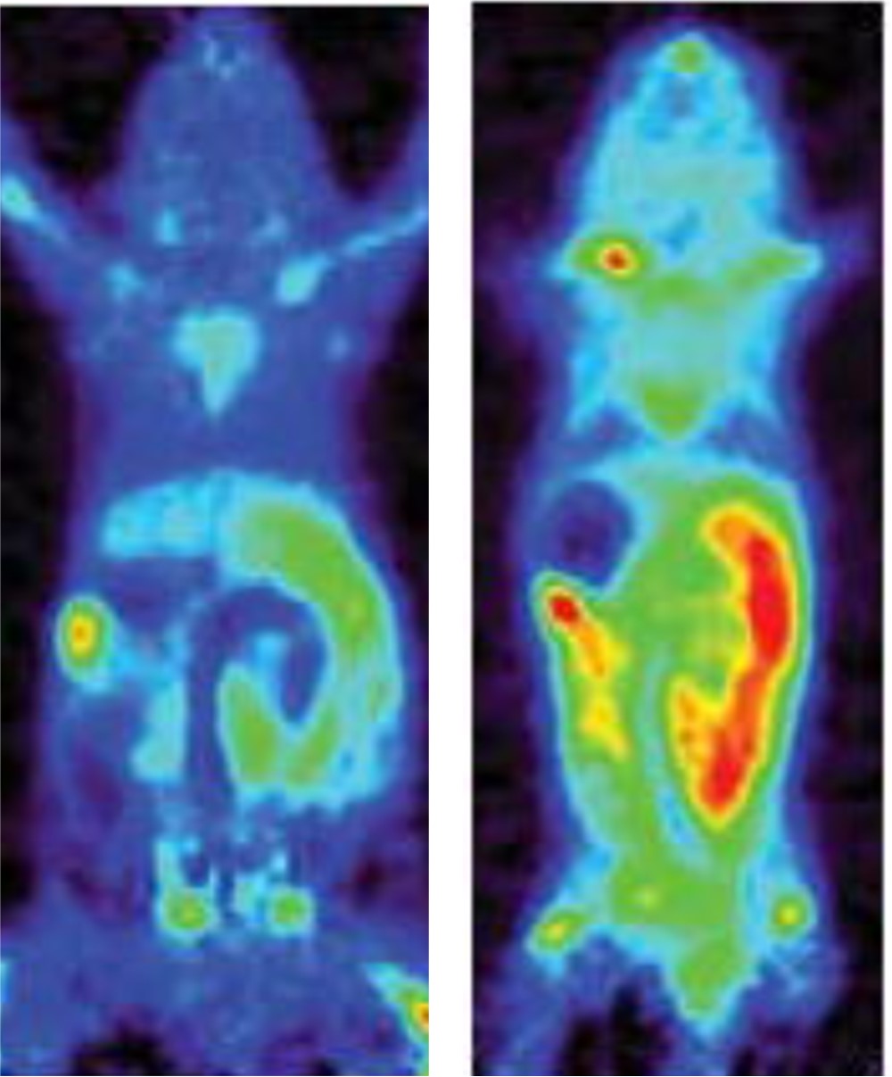 PET scan images showing presence of target enzyme dCK in a normal mouse (left), and one with Crohn’s disease (right).