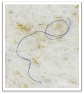 Microfiber sample from UBC - Ocean Diagnostics