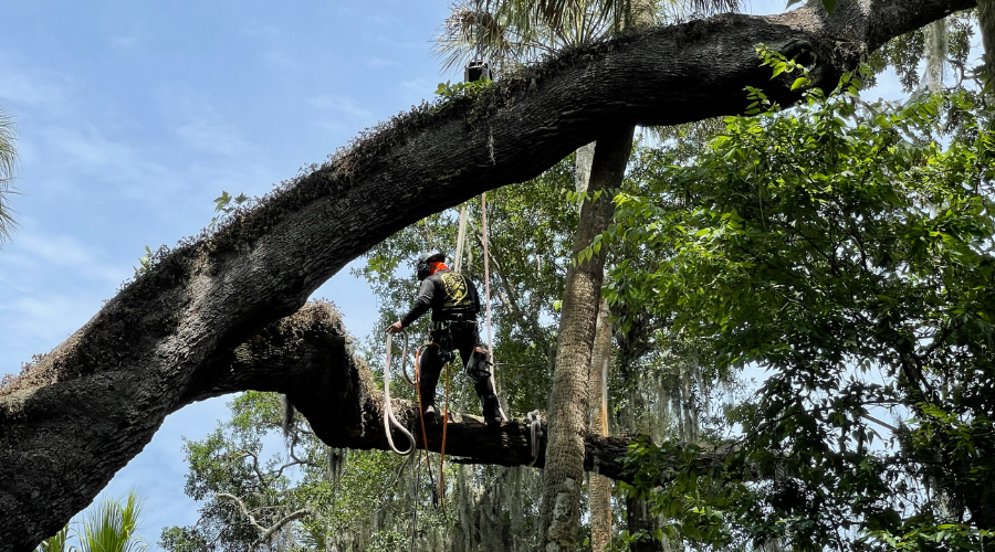 SB Tree Service