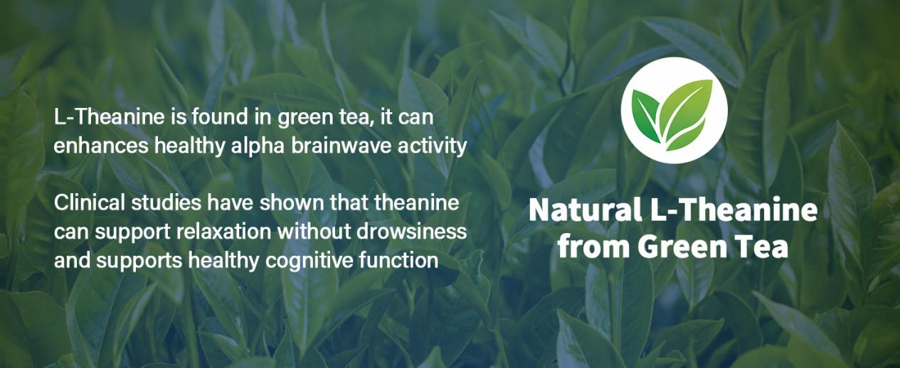 Green tea extract source shown. L-Theanine supports calm focus by enhancing healthy alpha brainwave activity without drowsiness.