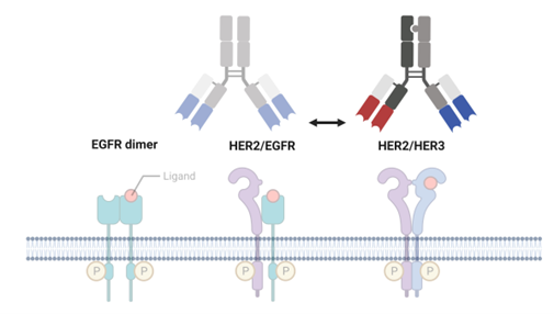 Hillstream Advances Next-Gen Multispecific Antibodies for Solid Tumors with Lead HER2/HER3 Program, HSB-3215