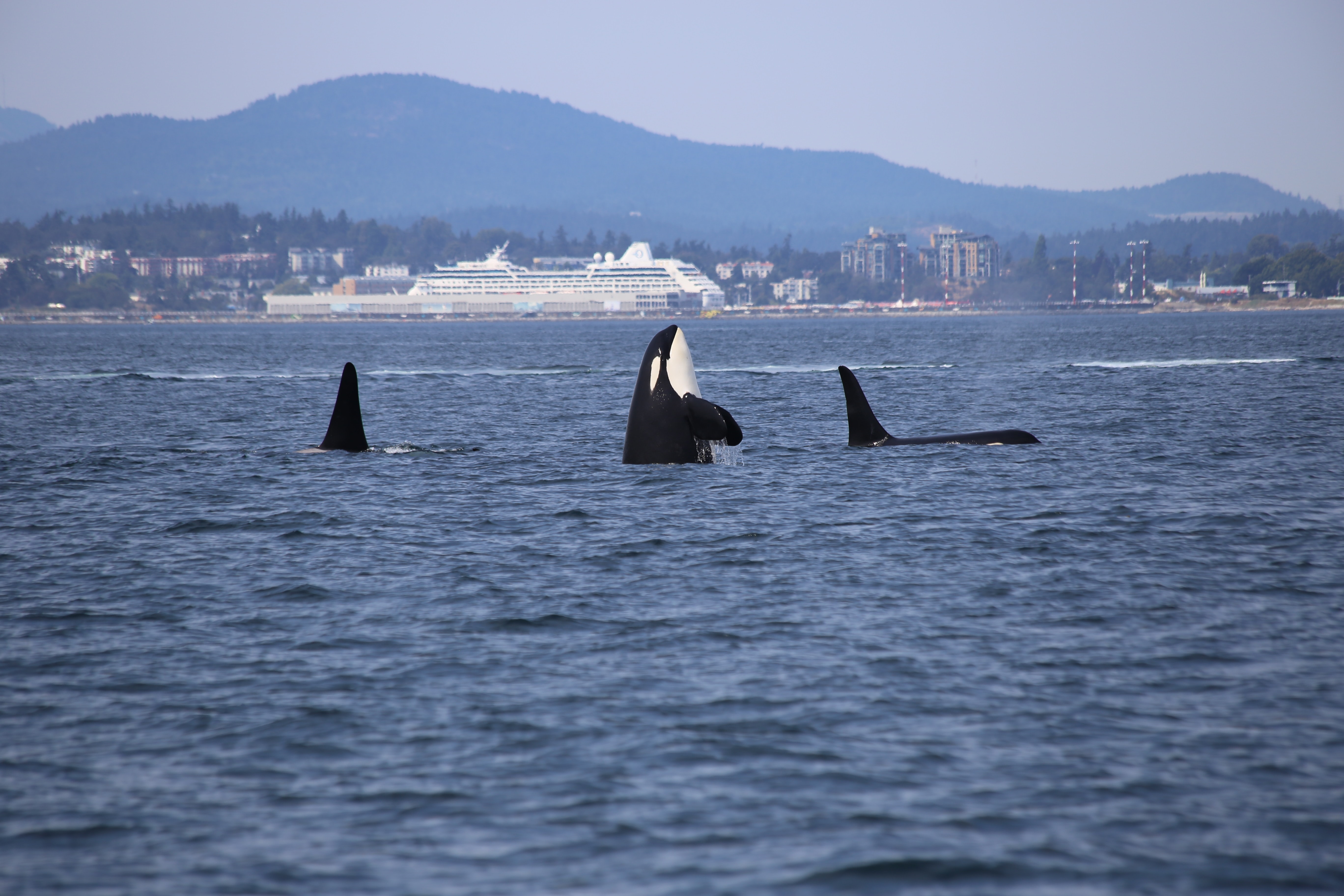 Orca and ship