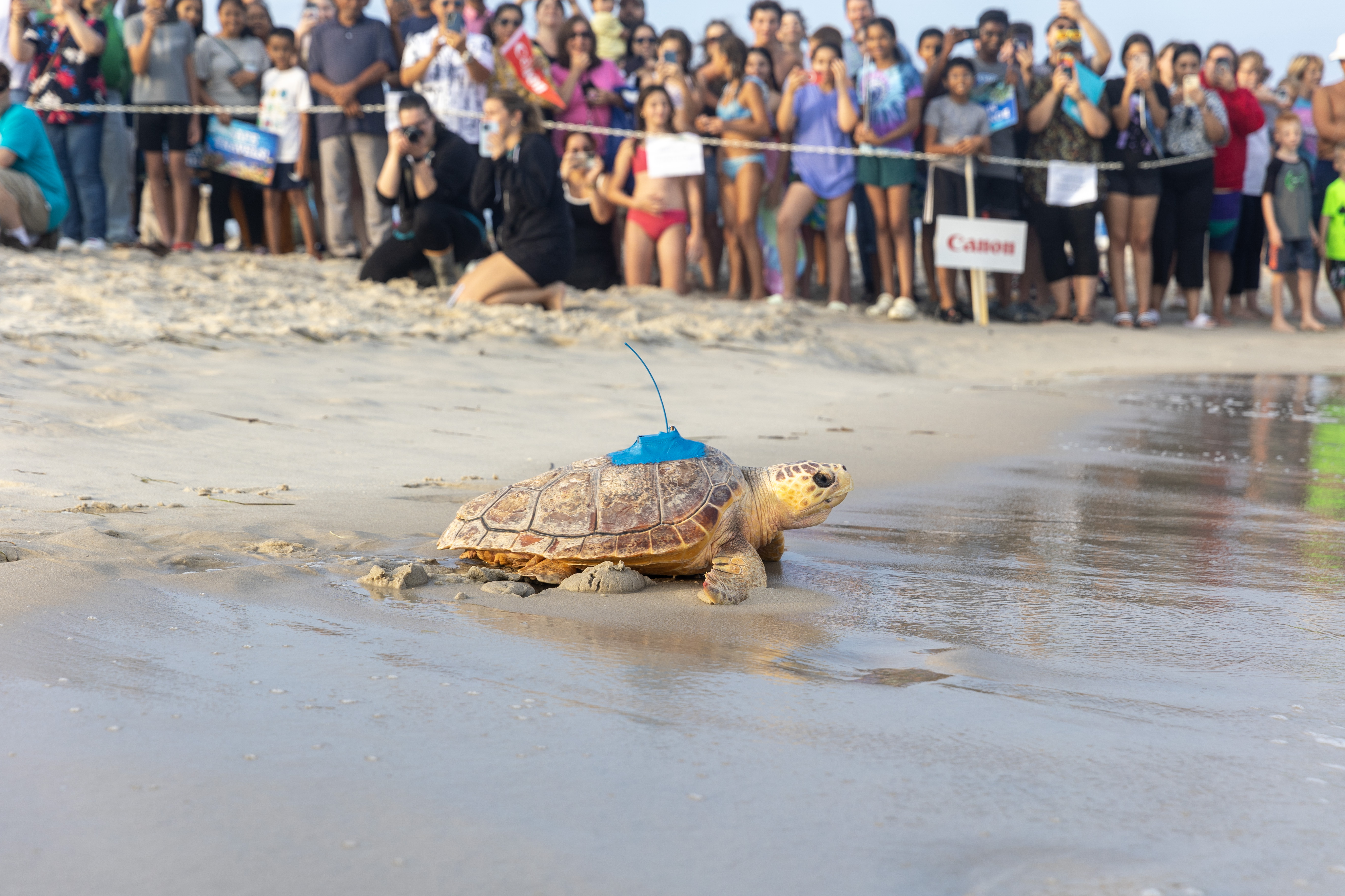 Canon U.S.A. continued support of the New York Marine Rescue Center (NYMRC) regarding efforts to release rehabilitated sea turtles back into the ocean.