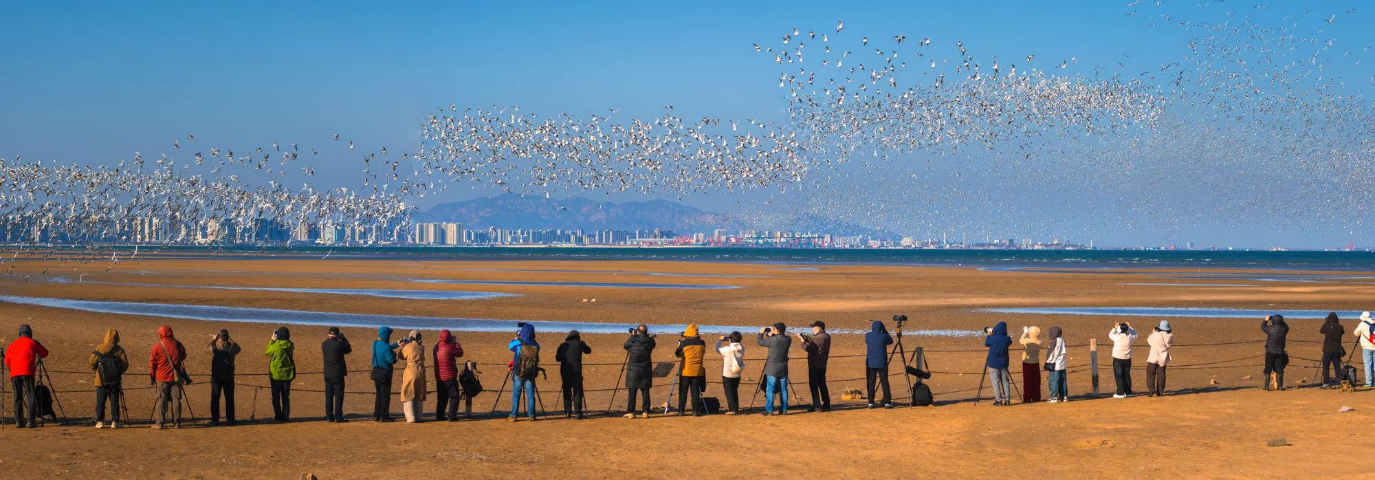 Birdwatching enthusiasts gather at the Beidaihe Dachaoping Wetland in Qinhuangdao, Hebei Province, to witness the spectacular scene of thousands of birds gathering by the sea