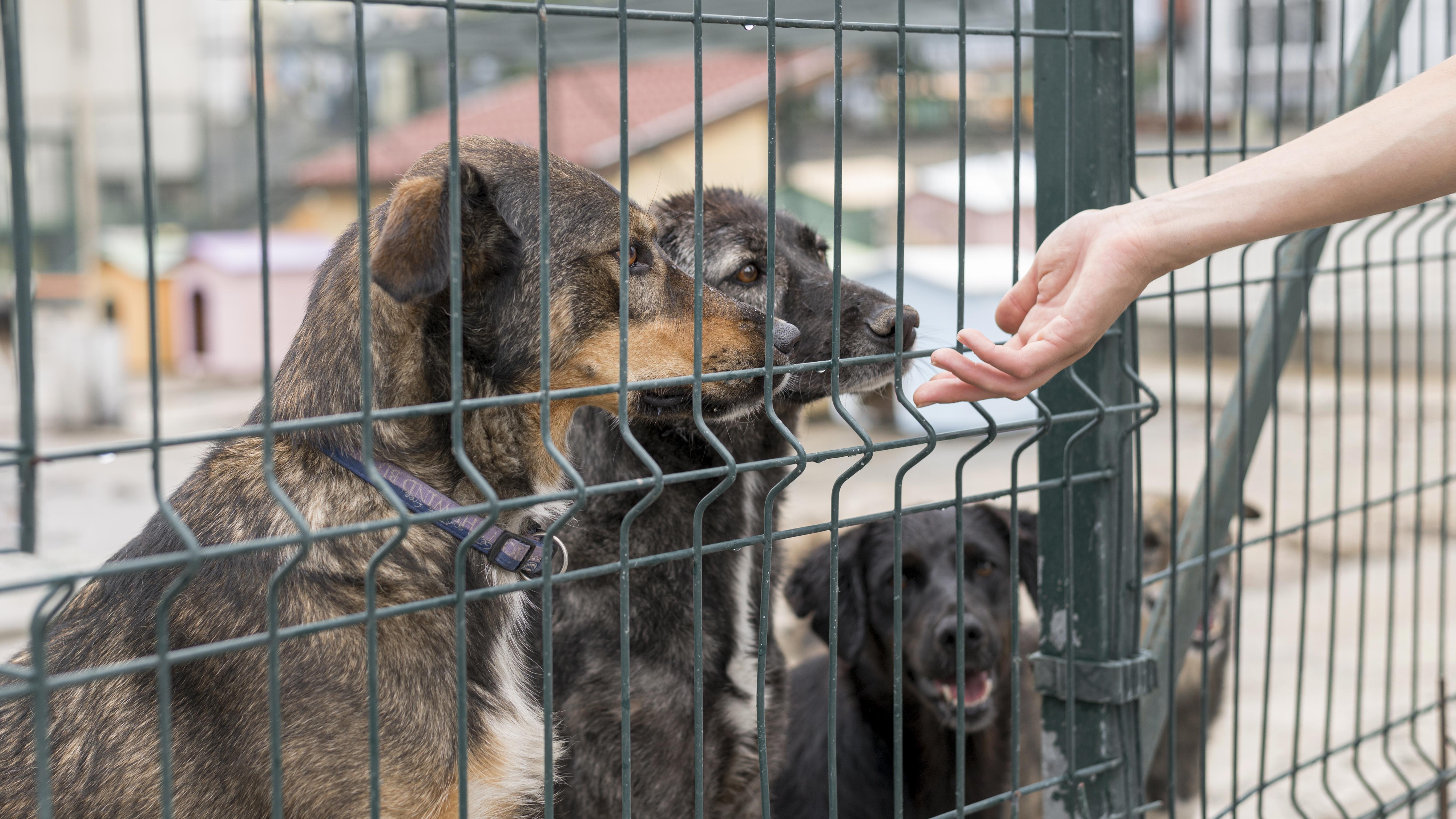 Shelter dogs eagerly await a kind touch, a sign of love, and the promise of a better tomorrow. Every small act of care brings them closer to a forever home. Let's make a difference, one paw at a time.