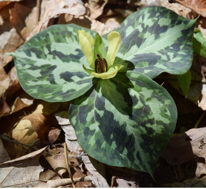 Trillium Species Image 2