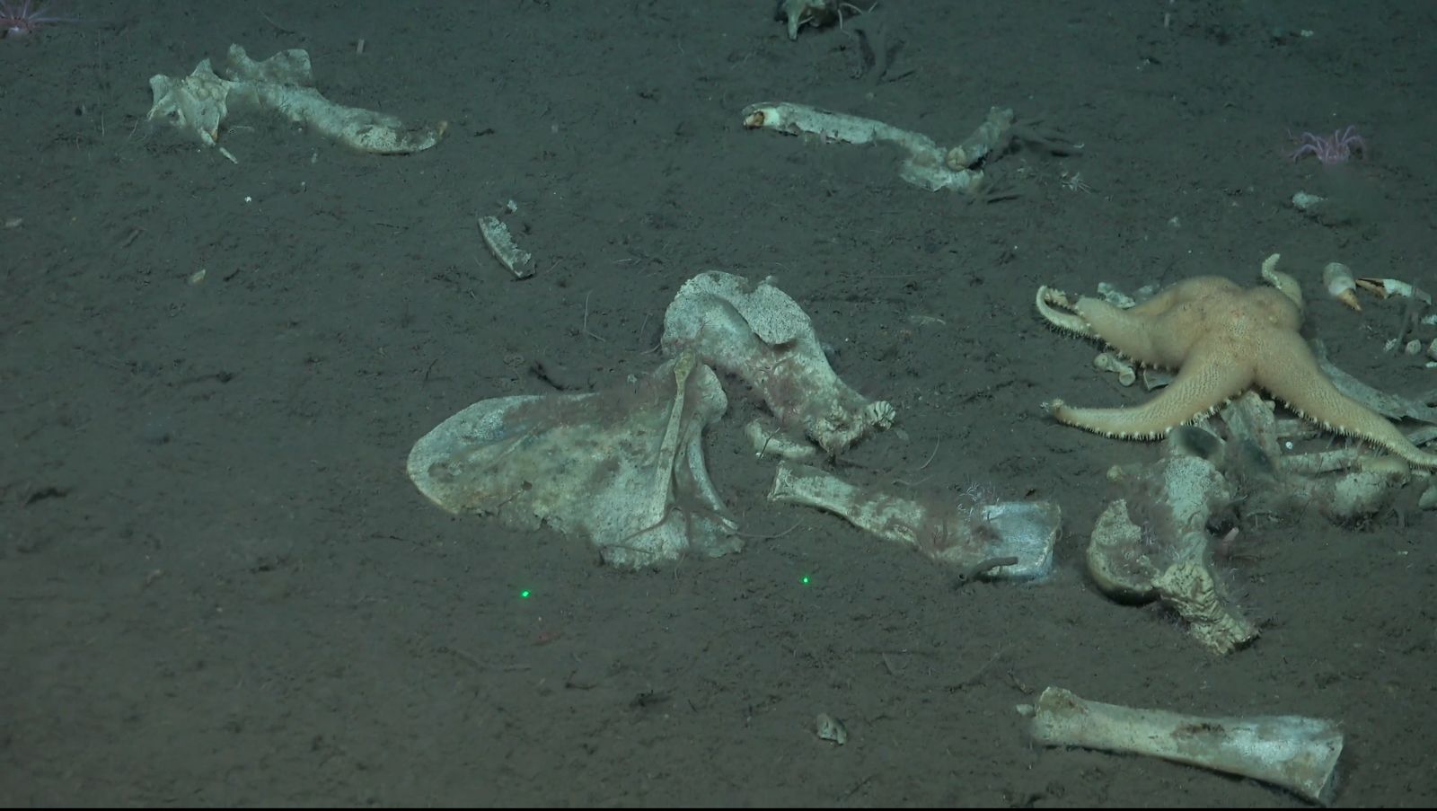 Ocean Census: Carnivorous “Death-Ball” Sponge Among 30 New Deep-Sea Species from the Southern Ocean