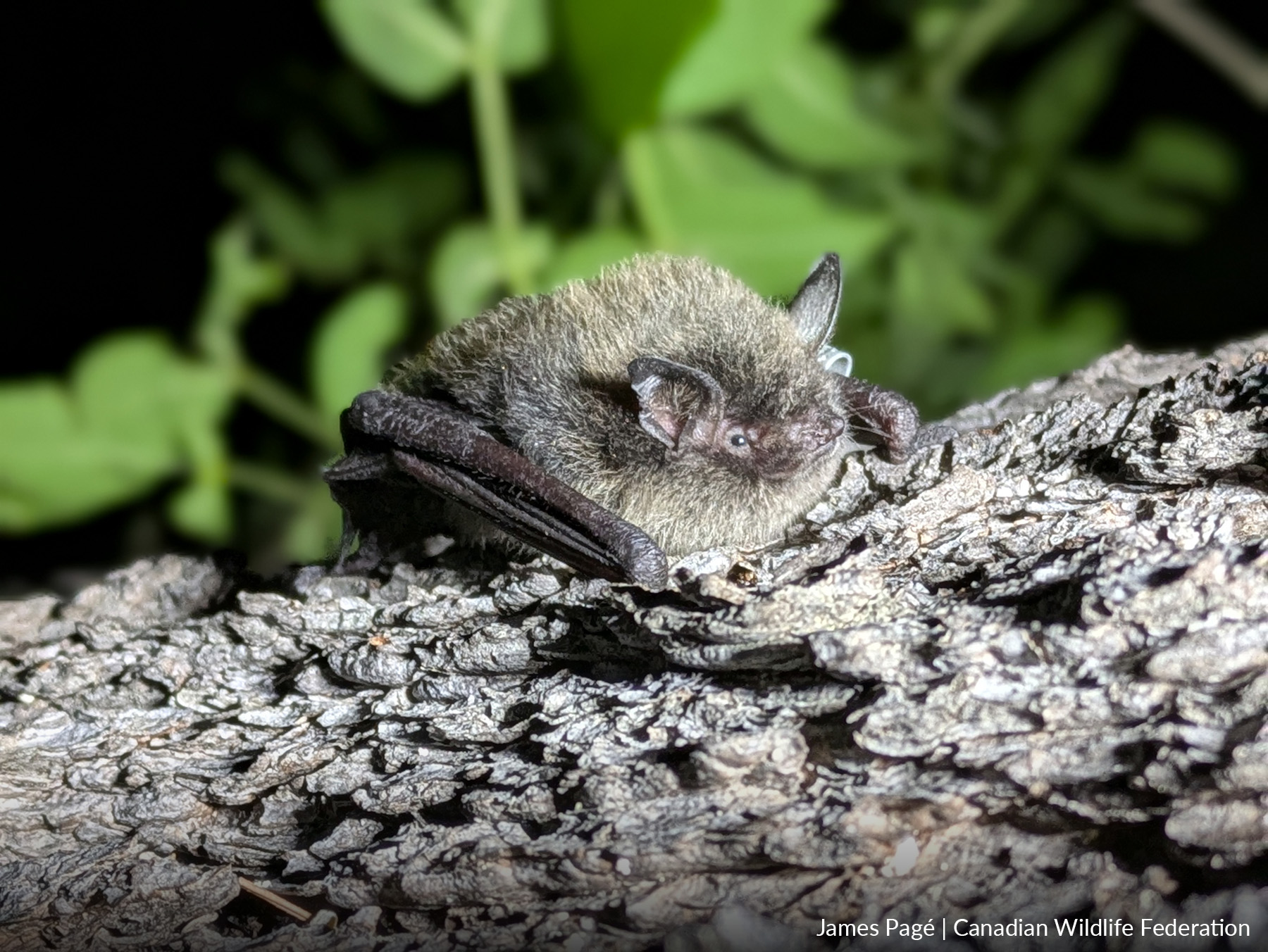Many bat species in Canada are at risk of extinction as a direct result of human activity, but humans can also be part of the solution. Visit HelptheBats.ca to get involved. Photo of Little Brown Bat in tree by James Pagé, Canadian Wildlife Federation.