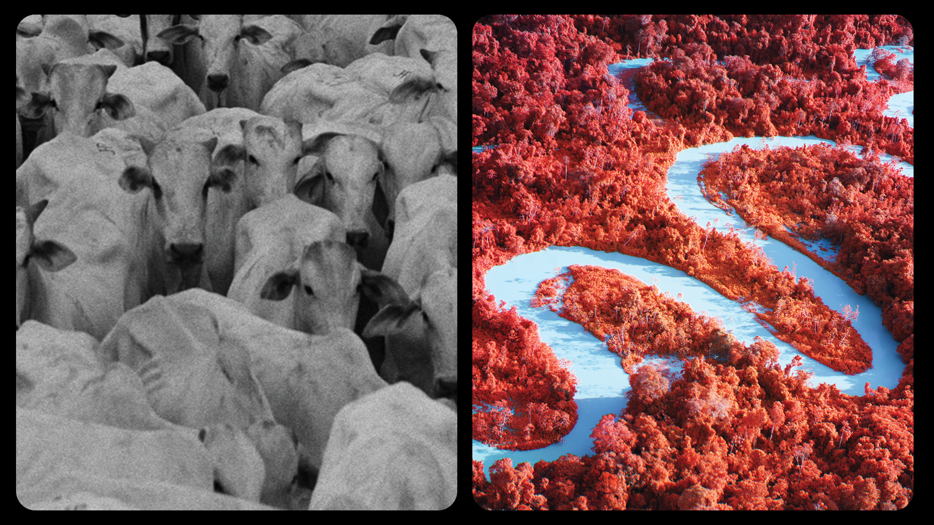 Broken Spectre by Richard Mosse