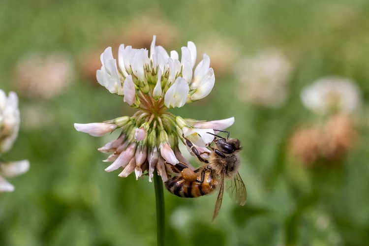 Forage supports pollinators