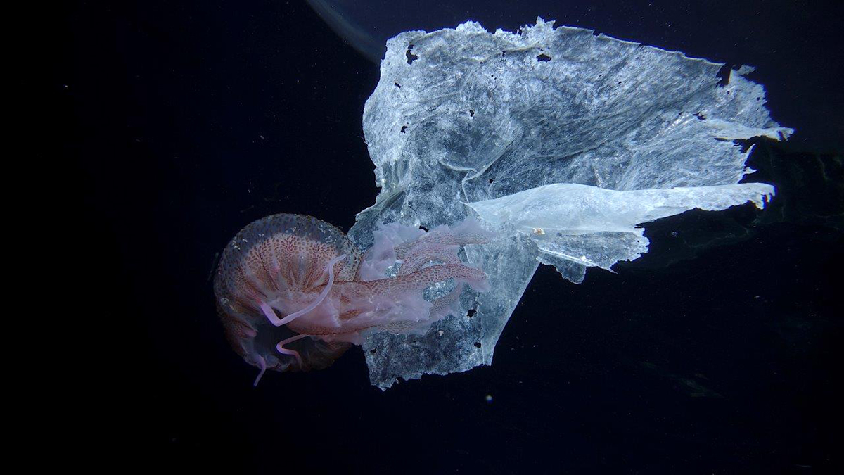 Méduses flottant parmi le plastique