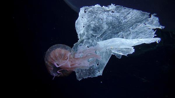 Jellyfish with plastic_Credit Enrique Talledo Oceana
