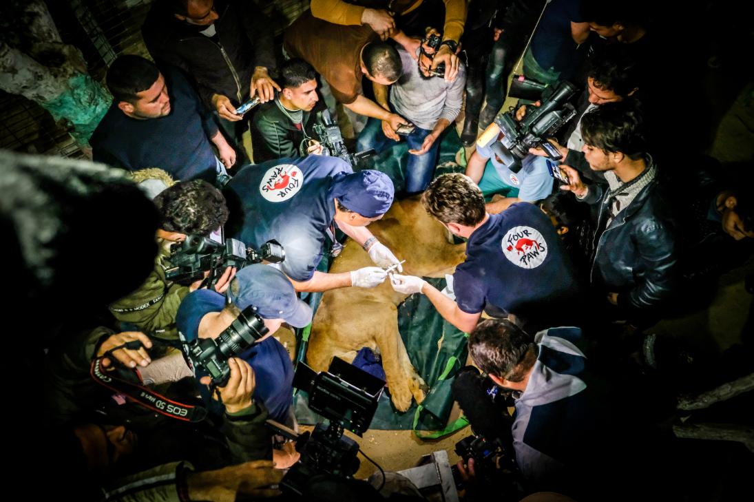 04 07 2019  Dr. Amir Khalil of FOUR PAWS worked through the night to get the forty-seven animals from Rafah Zoo ready for transport.© Bogdan Baraghin | FOUR PAWS 